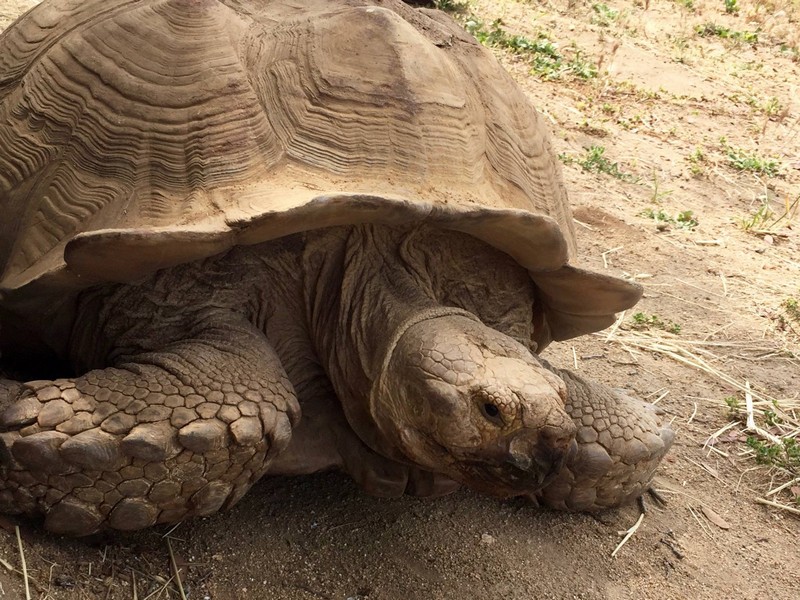 Big Daddy the Tortoise - Children's Nature Retreat