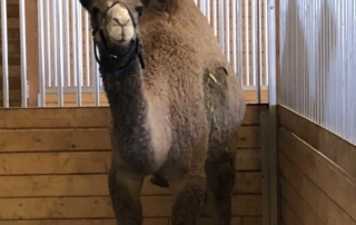 Cairo in Barn2