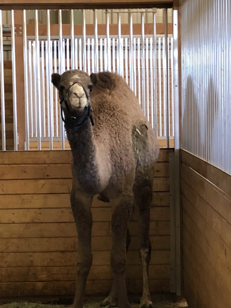 Cairo in Barn2