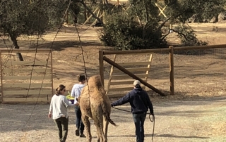 Cairo Walking