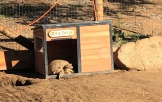 Big Mama Sun Bath