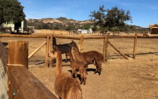 Alpacas