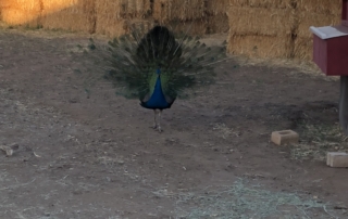 Peacock