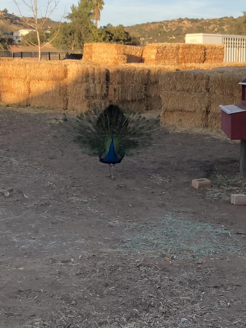 Peacock