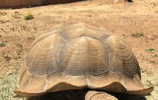 Tortoises