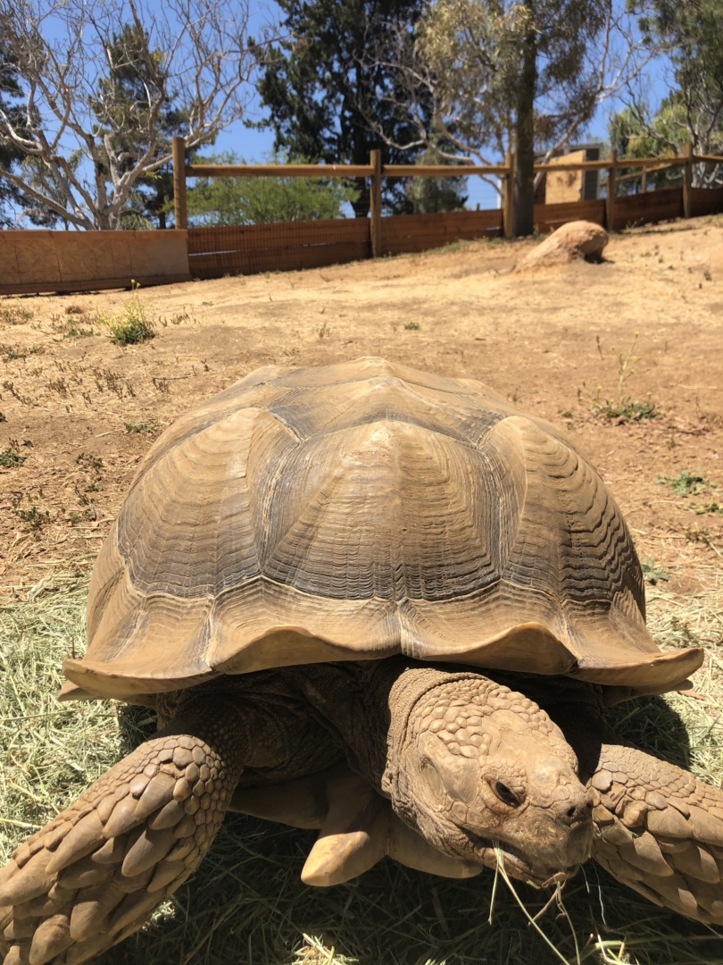 Tortoises