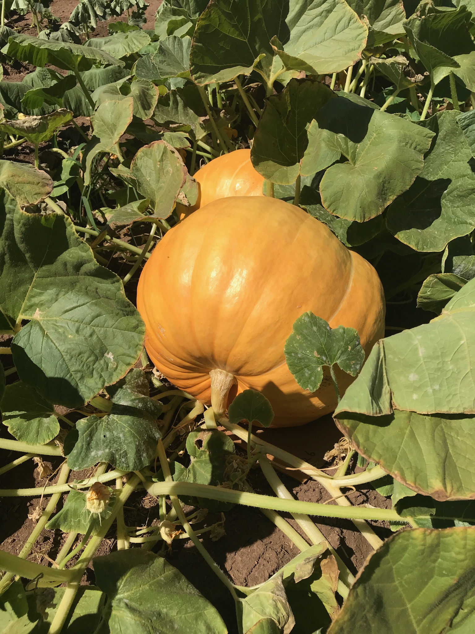 Our pumpkins are growing