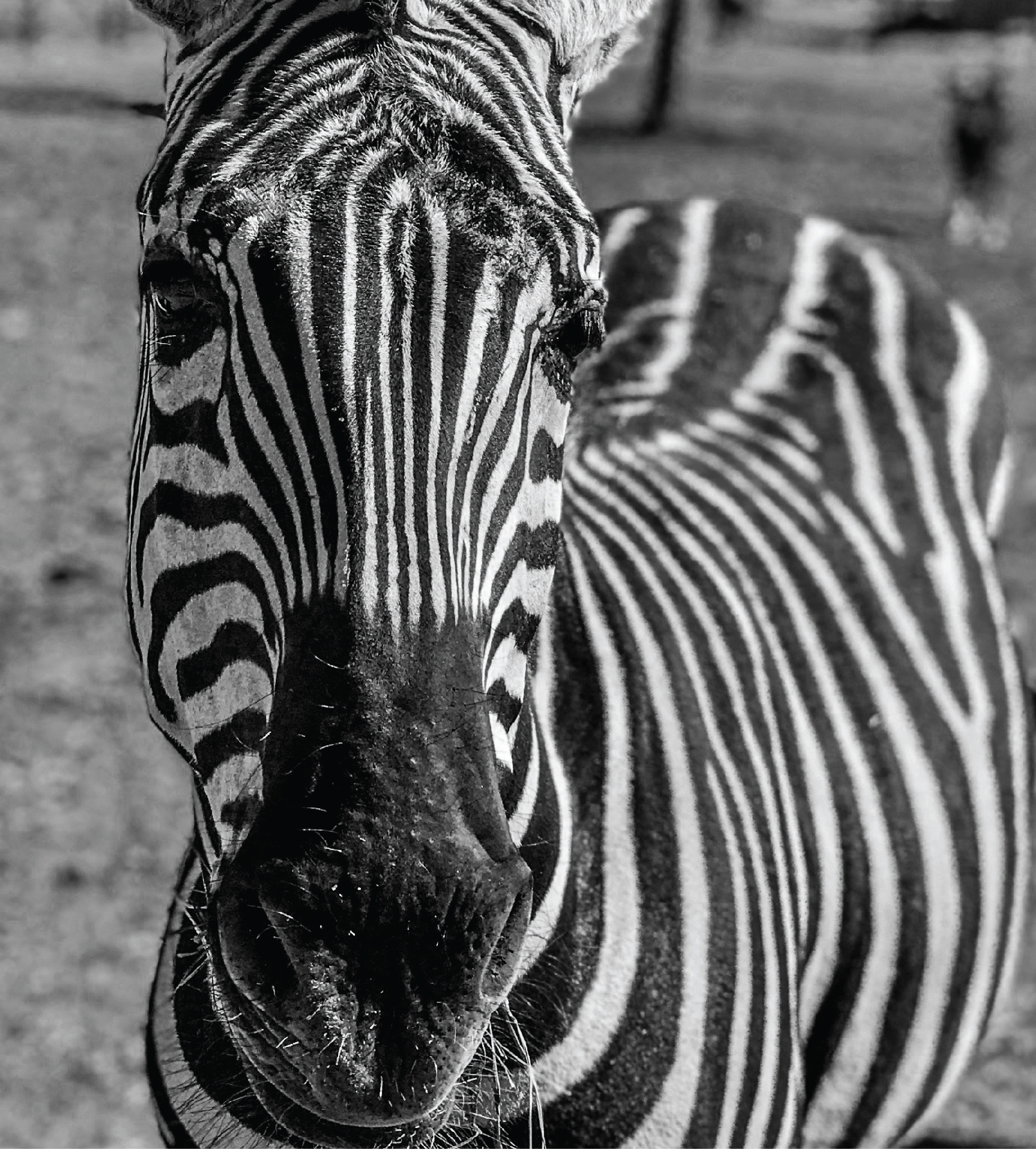 annual-gala-safari-2020