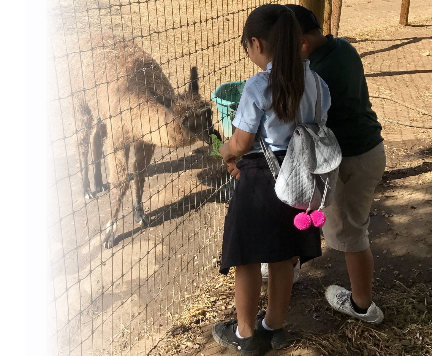 How Children's Nature Retreat Animals Can Help with Depression