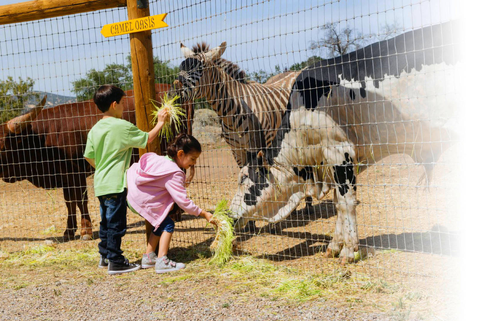 How Children's Nature Retreat Animals Can Help with Depression