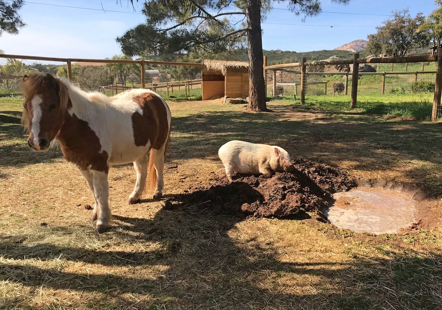 How Children's Nature Retreat Animals Can Help with Depression