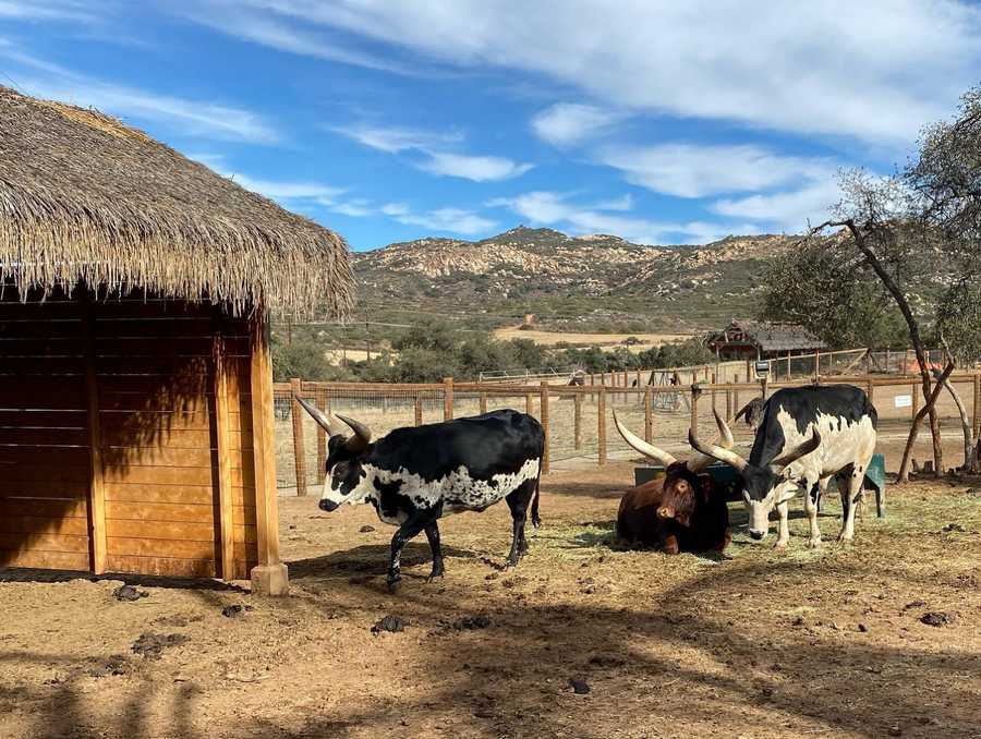 Cows at Children's Nature Retreat