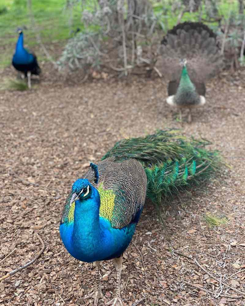 Peacocks (Go Wild in San Diego: 8 Awesome Animal Encounters)