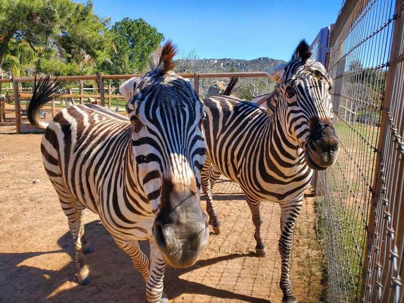 Zebras at Retreat