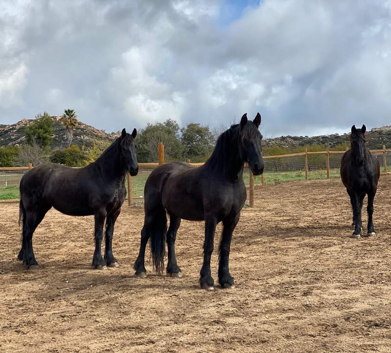 Friesian horse