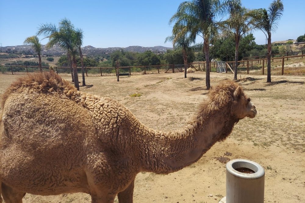 Camel at Children's Nature Retreat