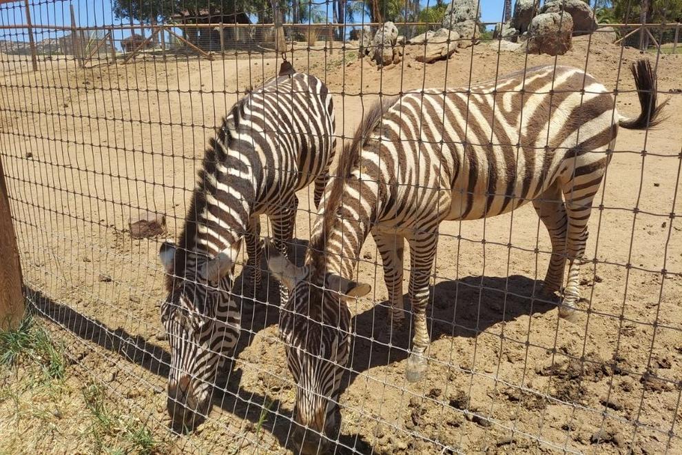 Zebras at Children's Nature Retreat