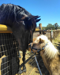 子供の自然の隠れ家で馬