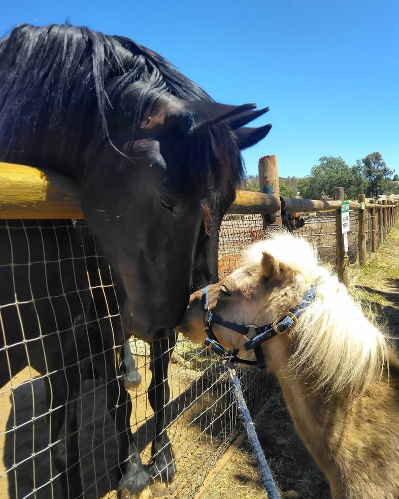 Horses at The Children's Nature Retreat