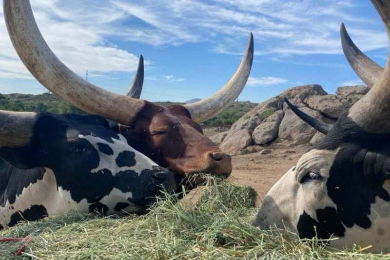 How Zoos Improve the Lives of Animals Children's Nature Retreat