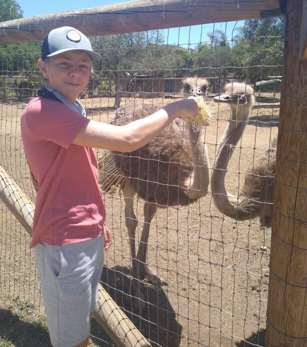 child feeding an animal