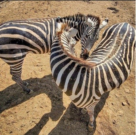 zebras