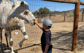 Kid petting camel at animal santuary (5 Educational Benefits of Animal Sanctuaries and Why Your Kids Should be Visiting)