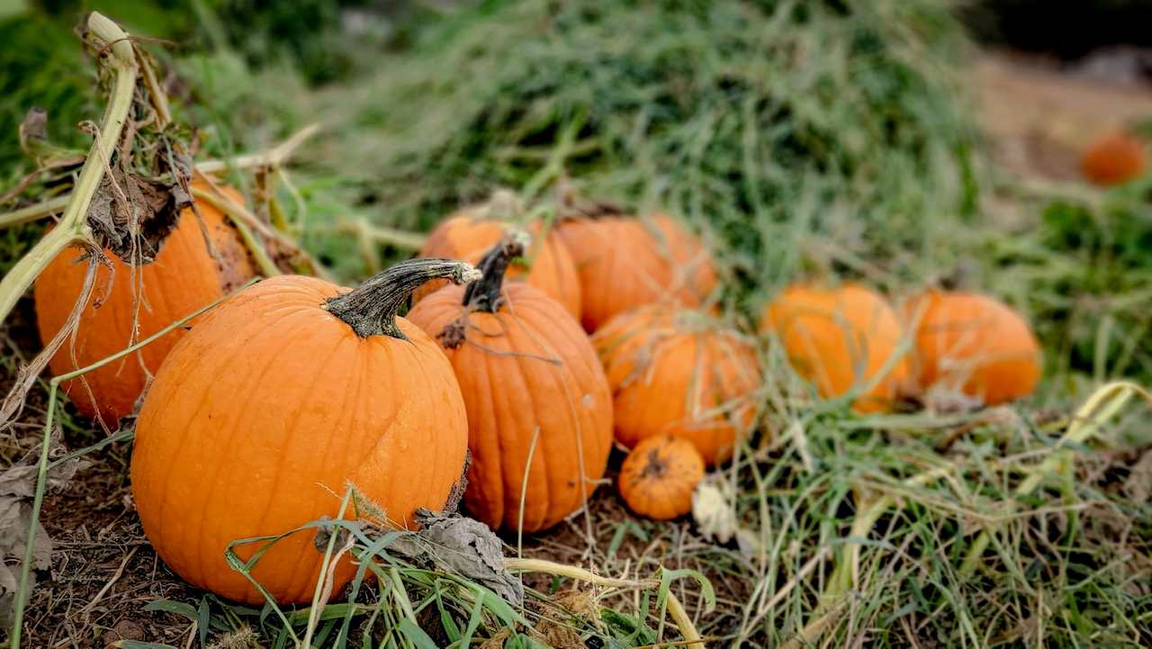 Celebrate Fall Season at Children's Nature Retreat
