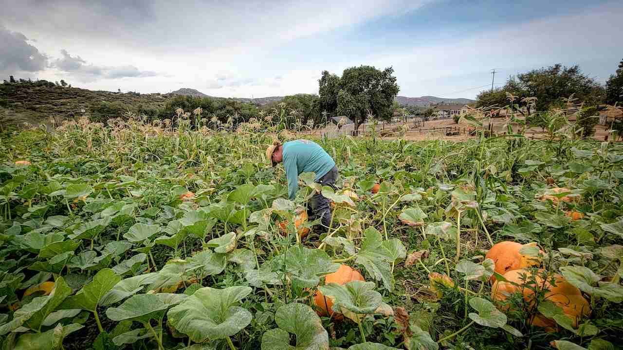 pumpkin patch