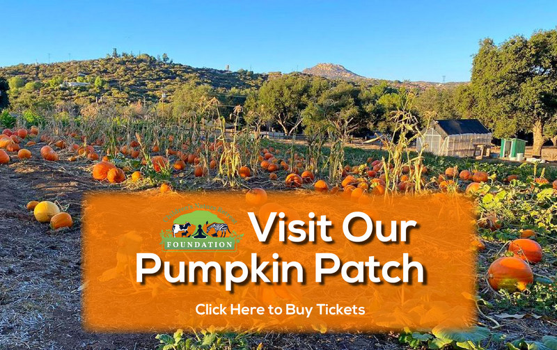 Pumkin patch
