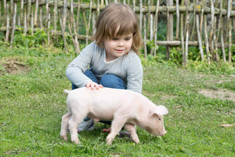 Child petting pig at animal santuary