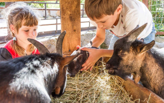How Animal Sanctuaries Can Benefit Your Children