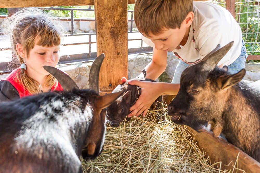 How Animal Sanctuaries Can Benefit Your Children