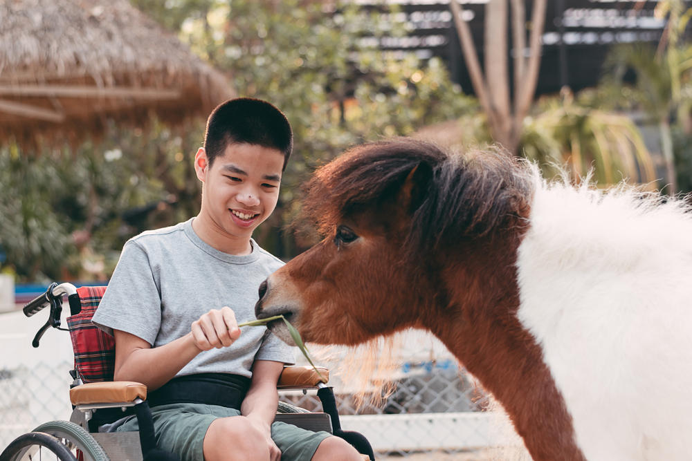 Kid feeding animal at animal park