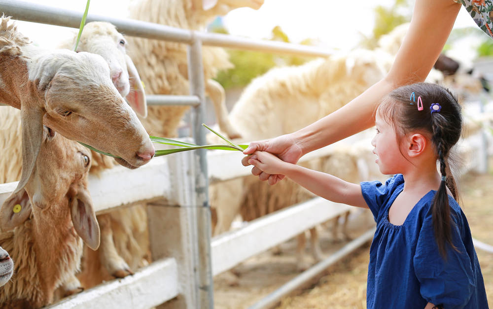 Little Girl Feeding Lamb Food