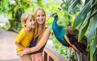 Mom and child looking at peacock at animal park - 5 Tips for a Fantastic Animal Park Trip