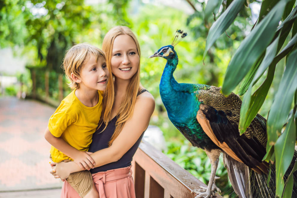 Mom and child looking at peacock at animal park - 5 Tips for a Fantastic Animal Park Trip