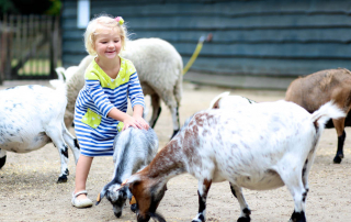 Tips for a Smooth Petting Zoo Visit