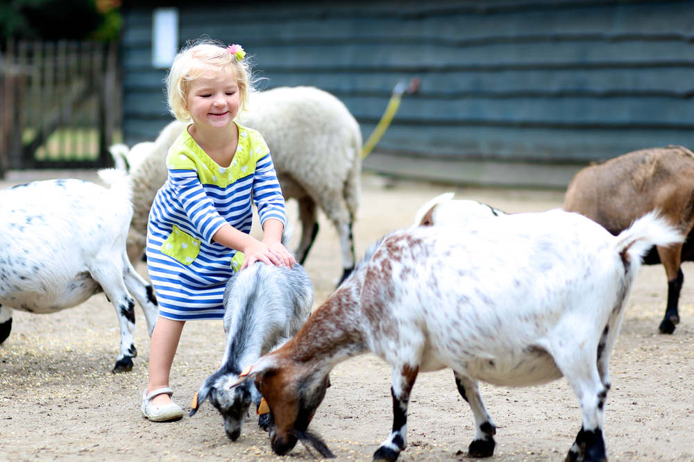 Tips for a Smooth Petting Zoo Visit