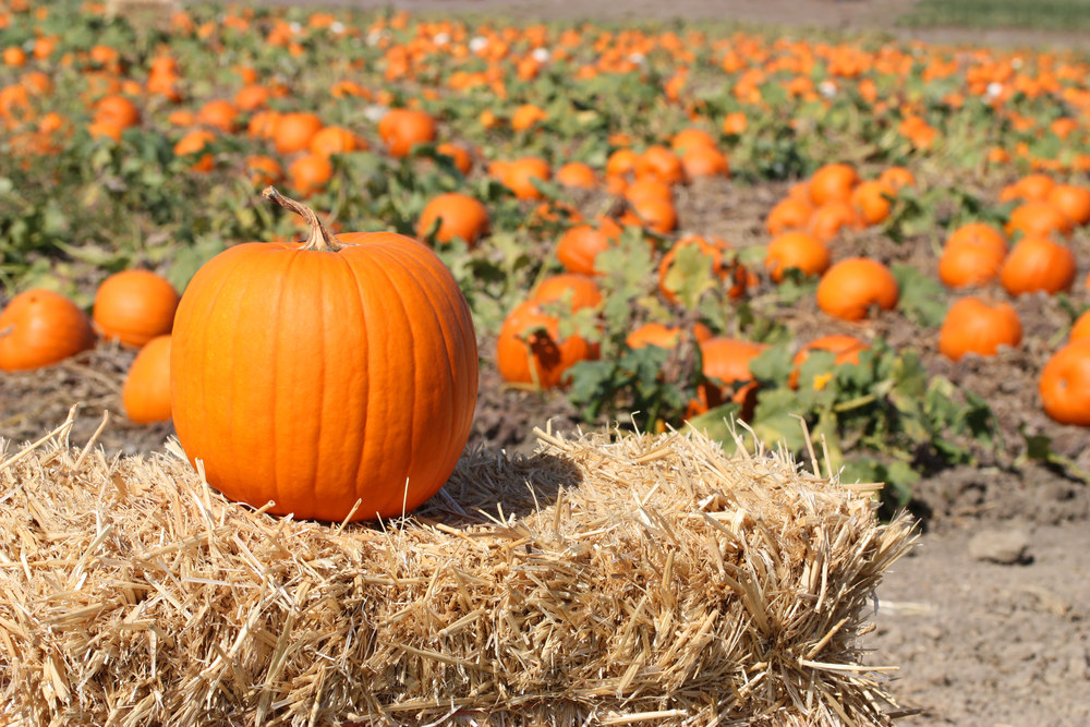 Pumpkin Patch - Children's Nature Retreat