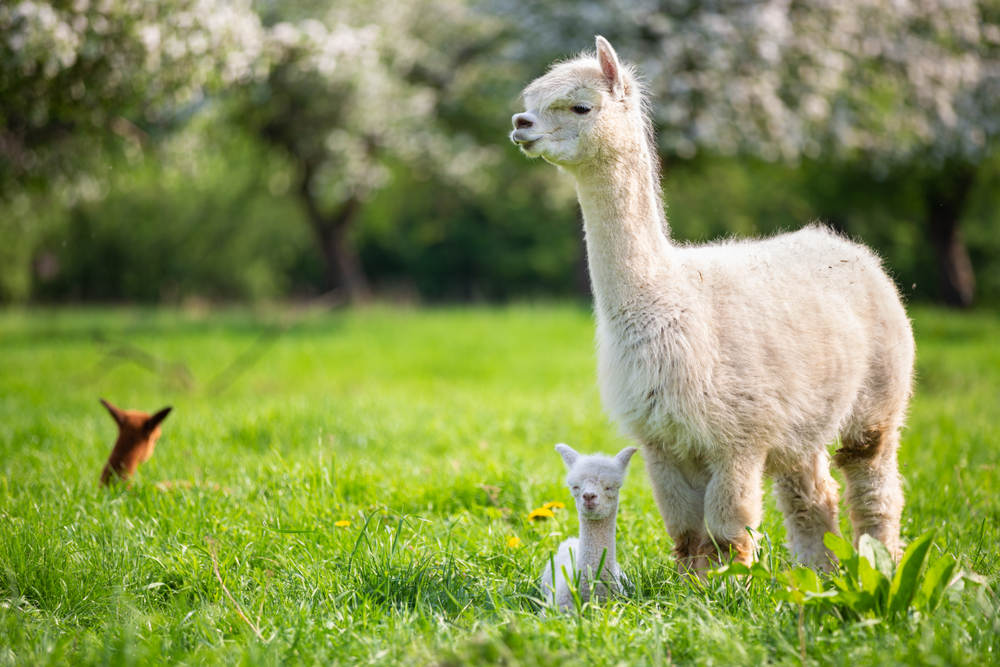 Alpacas -  San Diego Animal Farm & Sanctuary