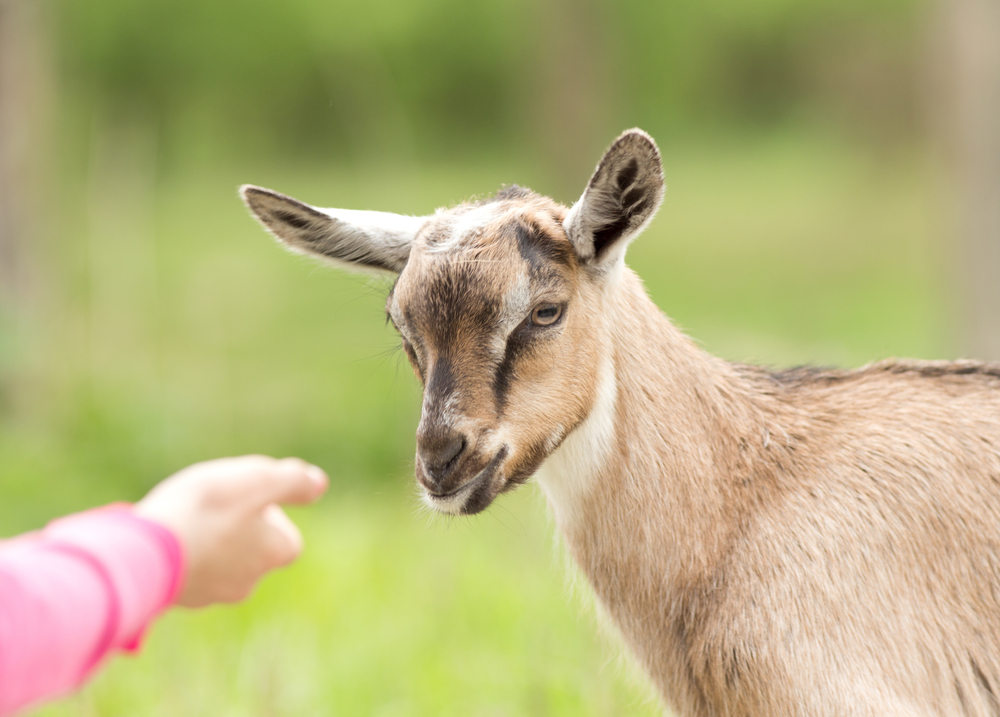 Alpine Goats - San Diego Animal Farm & Sanctuary