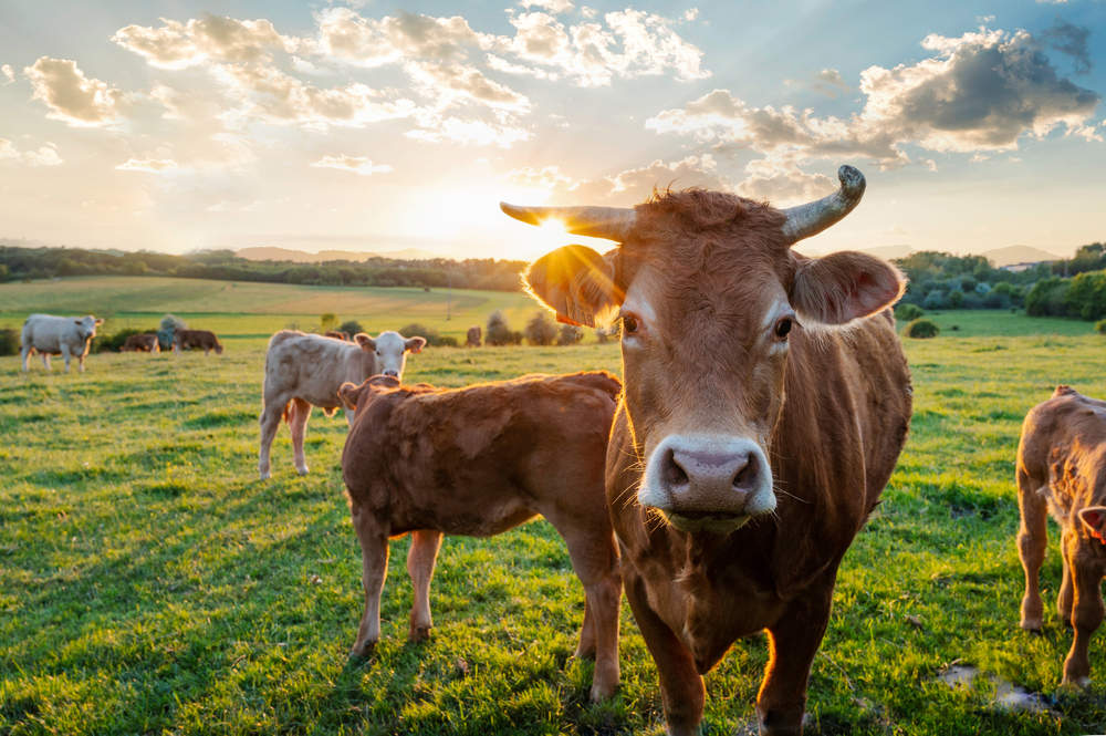 Cows - San Diego Animal Farm & Sanctuary