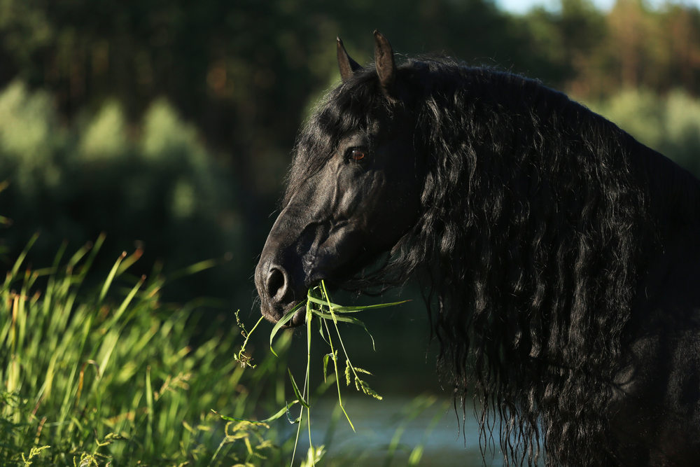 Friesian Horse -  San Diego Animal Farm & Sanctuary