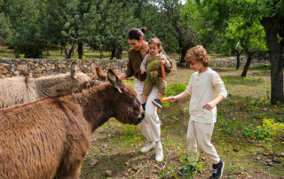 Reasons Why You Should Visit an Animal Sanctuary on Your Next Family Outing